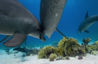 پخش آنلاین و دانلود تریلر مستند صخره دلفین Dolphin Reef 2020 در میهن ویدئو