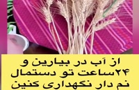 ویدیو کاشت مرحله به مرحله گندم برای سبزه عید