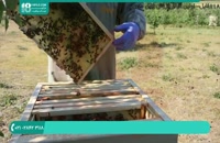 آموزش علمی زنبورداری قسمت 1