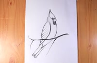 آموزش کشیدن نقاشی پرنده کاردینال با سیاه قلم