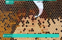 راه و روش زنبورداری و بررسی بیماری ها در فصل زمستان