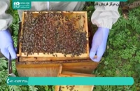 کاملترین پکیج آموزشی زنبورداری
