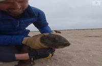 تلاش برای نجات یک گونه کمیاب دریایی از تله انسانی - نامیبیا
