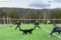 ویدیو جالب و دیدنی از سگ والیبالیست