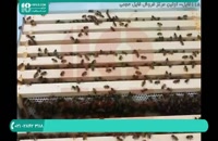 آموزش کامل زنبورداری و پرورش زنبورعسل