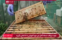 چگونگی جذب کردن زنبورهای عسل به باغ خود