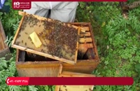 آشنایی با فصل مناسب برای پرورش زنبورهای عسل _ دوبله فارسی