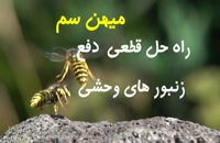 دعوای زنبورهای وحشی | سم قوی برای دفع زنبورهای وحشی