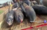 مرگ دسته جمعی دلفین ها در سواحل غنا