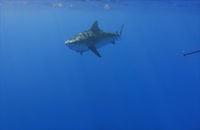مستند کوسه ببر Tagging Tiger Sharks