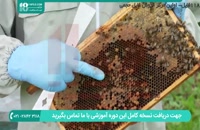 زنبورداری حرفه ای در ایران برسی تخم گذاری ملکه زنبور عسل