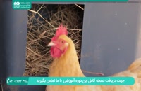 روش استفاده از ذرت در پرورش مرغ محلی تخمگذار