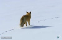 مستند جذاب شیرجه ی روباه در برف