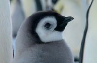 تریلر مستند جوجه برفی: داستان یک پنگوئن Snow Chick: A Penguins Tale 2015
