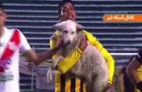 سگ بازیگوش که مسابقه فوتبال را به هم زد