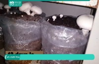 آموزش پرورش قارچ خوراکی ( دکمه ای )