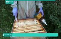 پرورش زنبورهای عسل در خانه