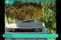 تشخیص بیماری نوزاد مریض در کندو زنبور عسل
