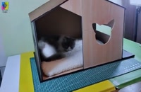 ساخت خانه گربه با مقوا