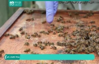 آموزش بهترین های زنبورداری در ایران