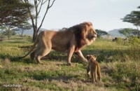 شیرشاه - The Lion King 2019