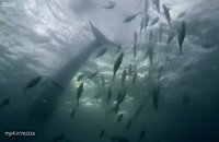 تصاویر شگفت انگیز و تماشایی از نهنگ ها در اقیانوس