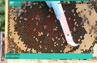 علت مرگ زنبورهای عسل ( علائم بیماری نوزما )