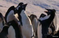مستند پنگوئن ۲۰۲۰ با دوبله فارسی