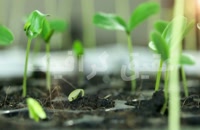 ویدیو فوتیج تایم لپس بذر لوبیا در حال رشد