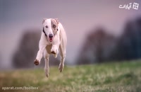 10تا از دونده ترین نژاد سگها