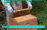زنبورداری | استفاده از دستگاه دودی در پرورش زنبور عسل
