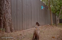 فیلم برداری صحنه آهسته از حرکت های حیوانات
