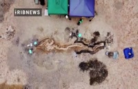 کشف بزرگترین فسیل اژد‌های دریایی