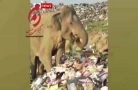 فیل‌ های زباله گرد!