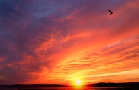 ویدیو فوتیج طلوع آفتاب همراه با پرواز پرندگان