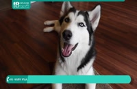 تربیت سگ هاسکی | نکات مهم در مورد رفتار شناسی سگ های خانگی
