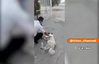 پناه بردن یک سگ مصدوم به یکی از پایگاه‌ های اورژانس