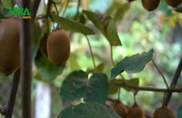 Iranian kiwi exporter (Vira Fruits)