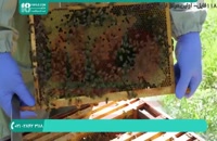 فیلم آموزشی پرورش ملکه زنبور عسل قسمت 2