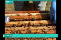 راه های شروع زنبور داری برای مبتدیان ( پرورش زنبور عسل )