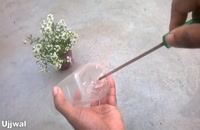 روش آسان کاشت و پرورش قلمه خرفه در بطری پلاستیکی