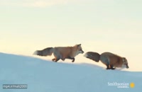 مستند از شکار کردن روباه قرمز در برف