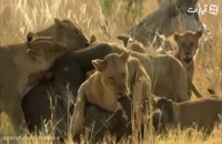 جنگ بین فیل ها و شیرها - حیات وحش