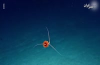 تصاویری شگفت‌انگیز از نادرترین عروس دریایی جهان