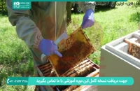 آموزش زنبورداری به سبک ایرانی - پرورش ملکه