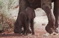 مستند ملکه فیل ها The Elephant Queen 2018 سانسور شده