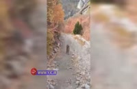 تعقیب ترسناک یک کوهنورد توسط شیر کوهی