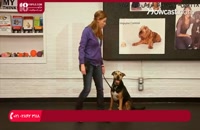 آموزش تربیت سگ - نحوه آموزش سگ به درازکشیدن