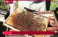 آموزش زنبورداری|پرورش زنبور عسل|تولید عسل(مواد پروتئینی در تغذیه زنبور عسل)