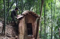Build a mysterious house in a giant tree